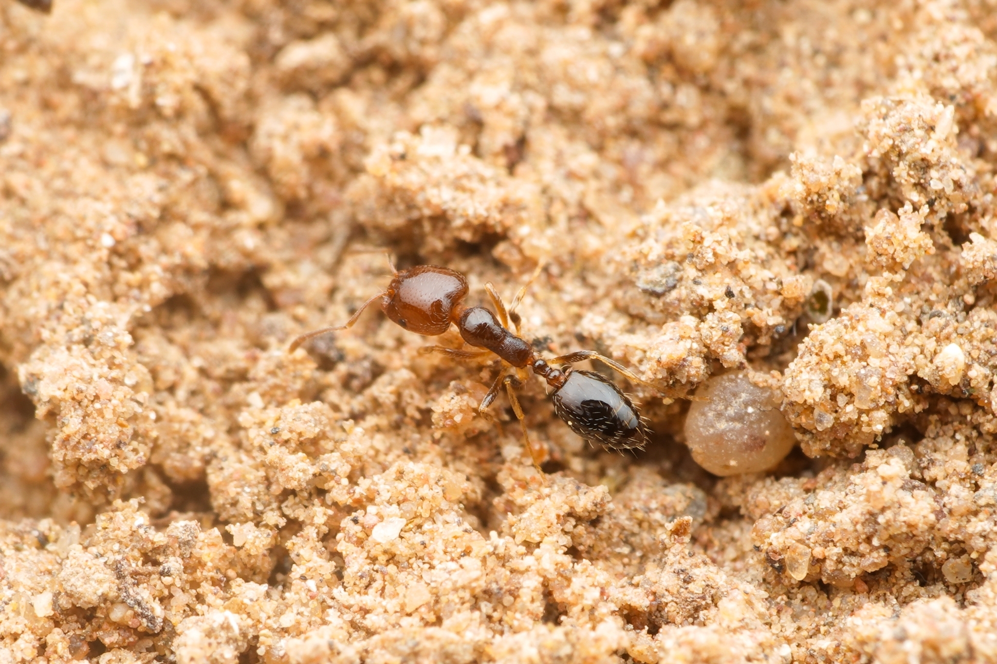 Trichomyrmex chobauti