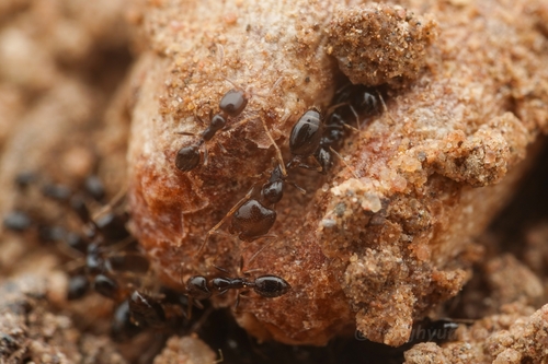 Trichomyrmex chobautiTrichomyrmex chobauti