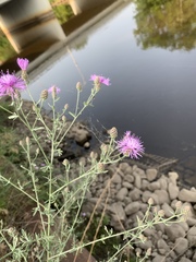 Centaurea stoebe