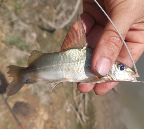 Silver antenna catfish (Pimelodus argenteus) — Pimelodidae — 5