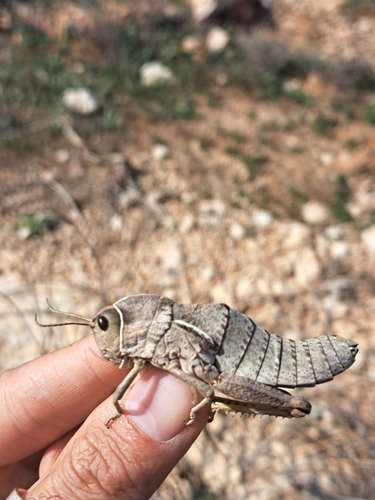 Lampedusa Stone Grasshopper