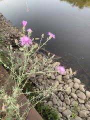 Centaurea stoebe