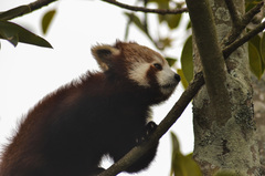 Ailurus fulgens