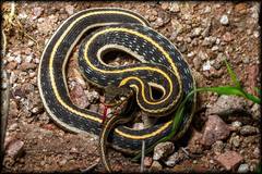 Thamnophis cyrtopsis cyrtopsis