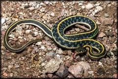 Thamnophis cyrtopsis cyrtopsis