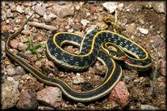 Thamnophis cyrtopsis cyrtopsis