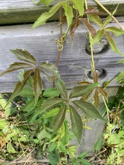 Parthenocissus quinquefolia