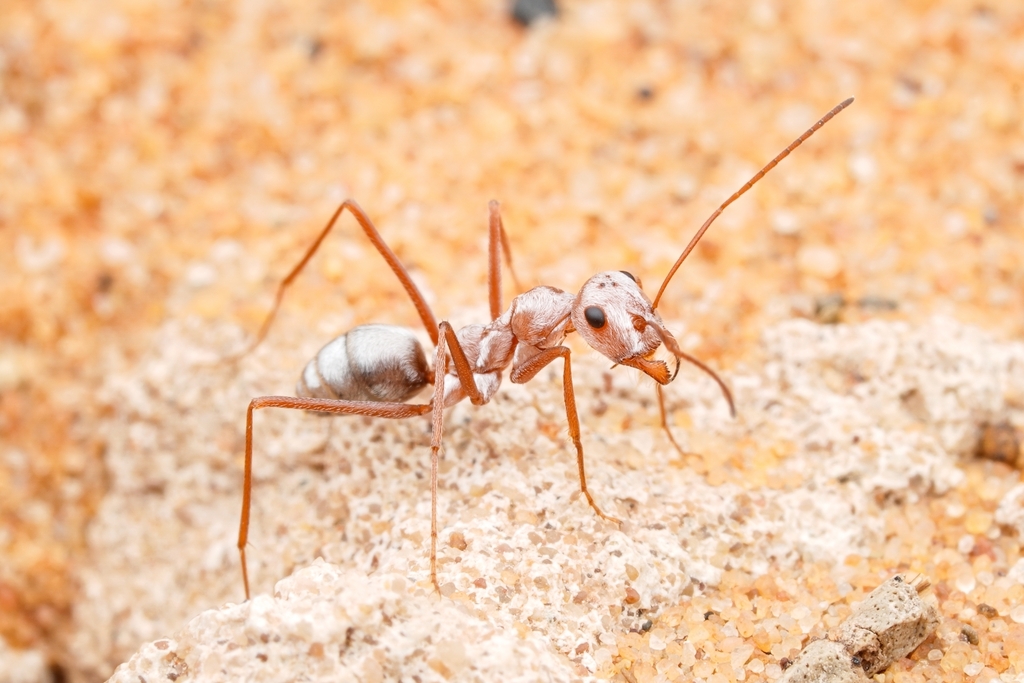 Saharan Silver Ant