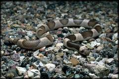 Phyllorhynchus browni