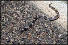 Phyllorhynchus browni