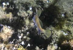 Sciaena umbra