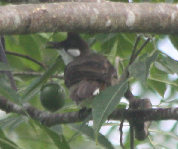 Red-whiskered Bulbul