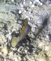 Sciaena umbra