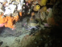 Sciaena umbra