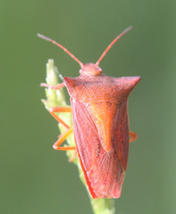 Gonopsis coccinea