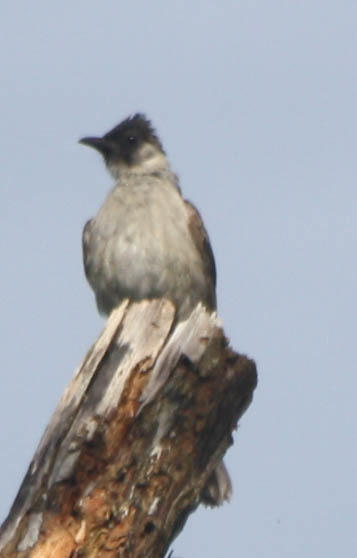 Sooty-headed Bulbul