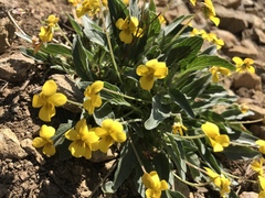 Viola praemorsa linguifolia