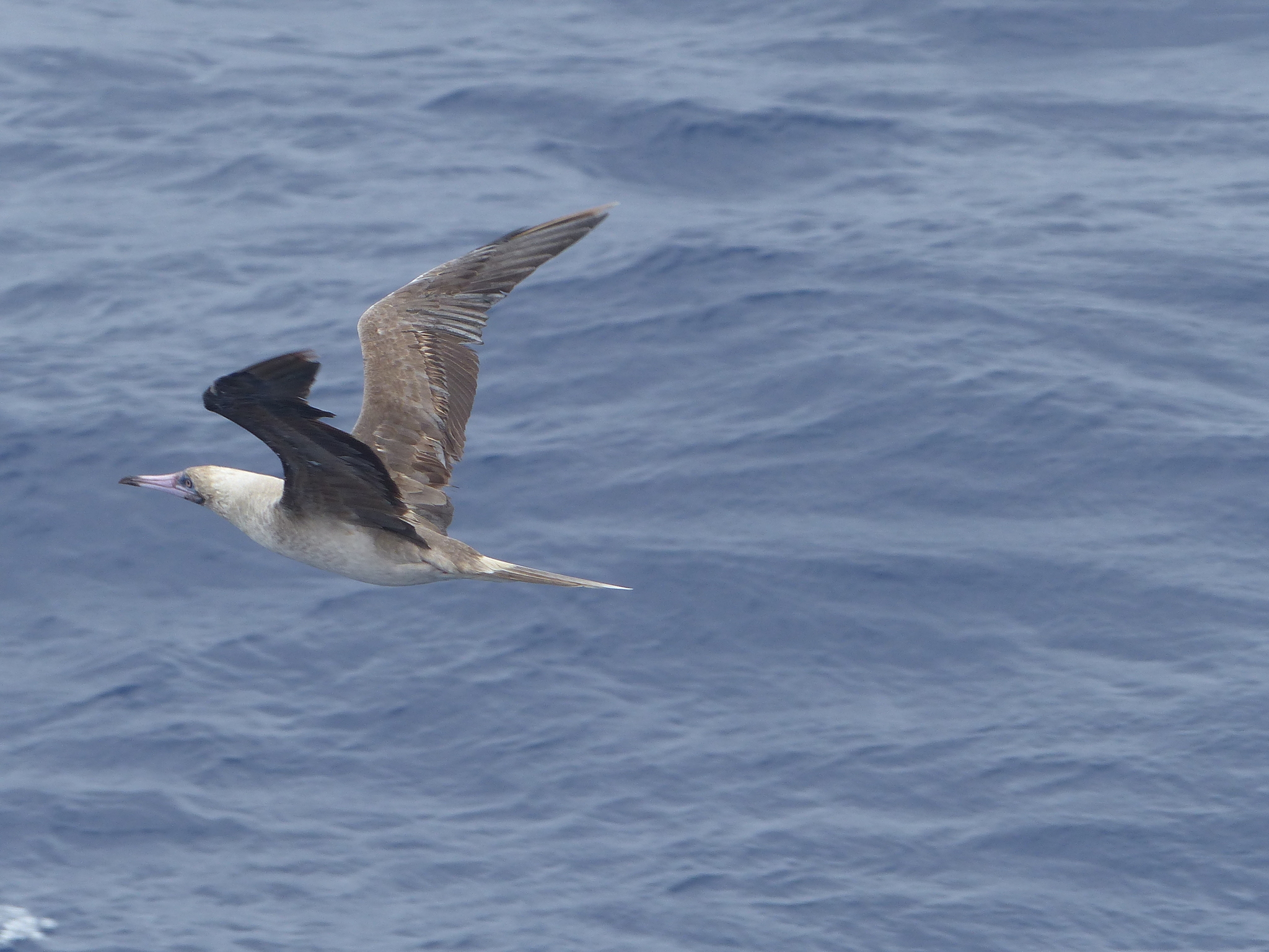 Red-footed Booby