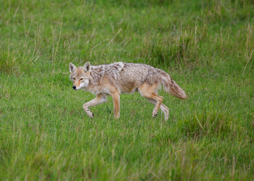 Coyote photographed in North Dakota