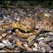Arizona Glossy Snake - Photo (c) Bryan Box, some rights reserved (CC BY-NC), uploaded by Bryan Box