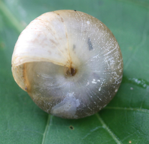 Sarika siamensis