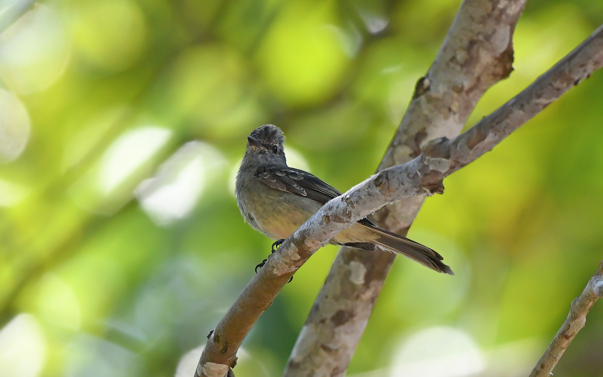 Amazonian Scrub Flycatcher (Sublegatus obscurior), photo 3
