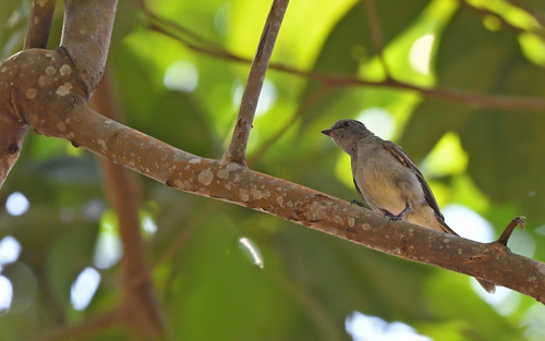 Amazonian Scrub Flycatcher (Sublegatus obscurior), photo 6