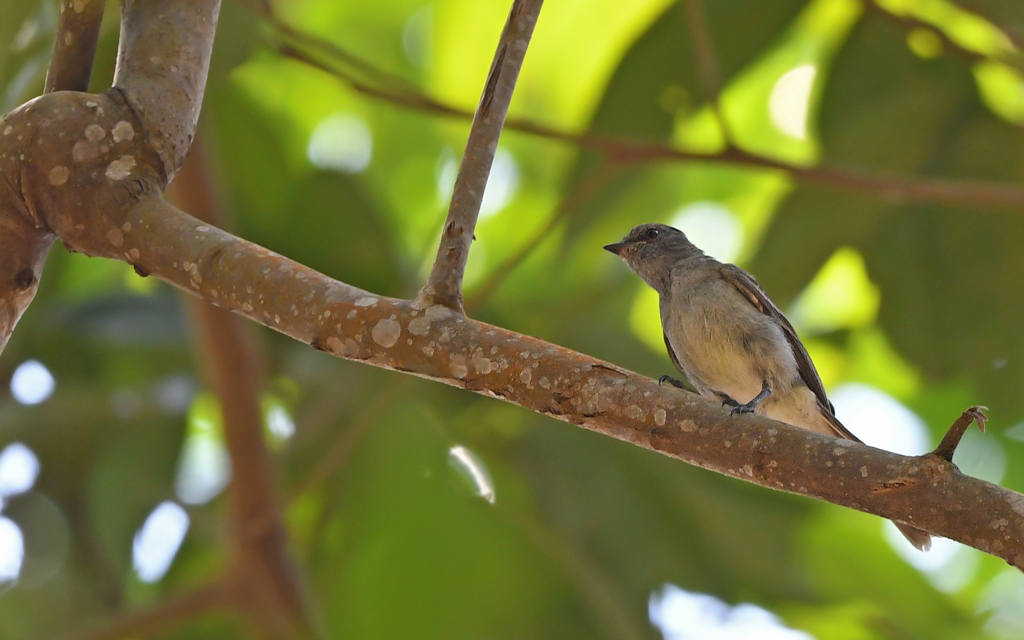 Amazonian Scrub Flycatcher (Sublegatus obscurior), photo 5