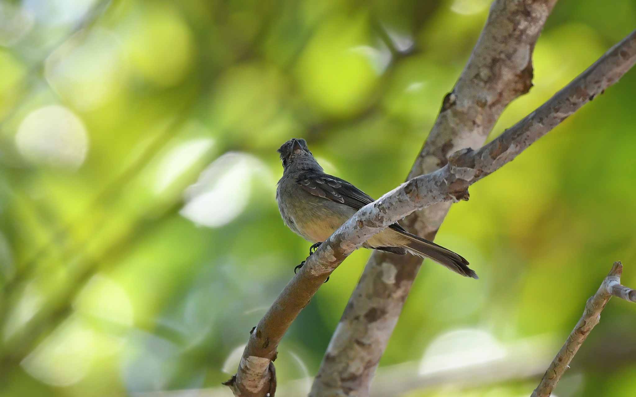 Amazonian Scrub Flycatcher (Sublegatus obscurior), photo 4