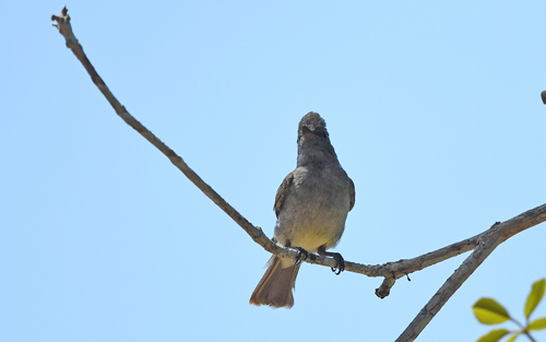 Amazonian Scrub Flycatcher (Sublegatus obscurior), photo 7