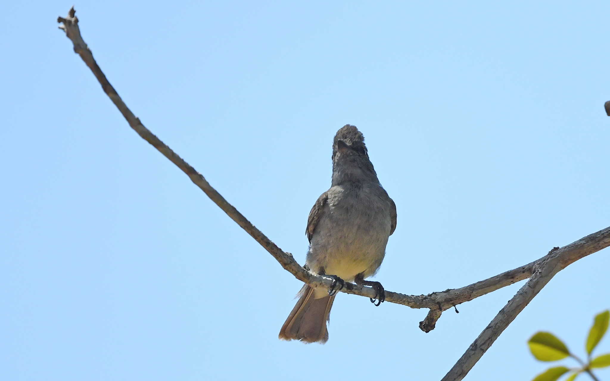 Amazonian Scrub Flycatcher (Sublegatus obscurior), photo 6