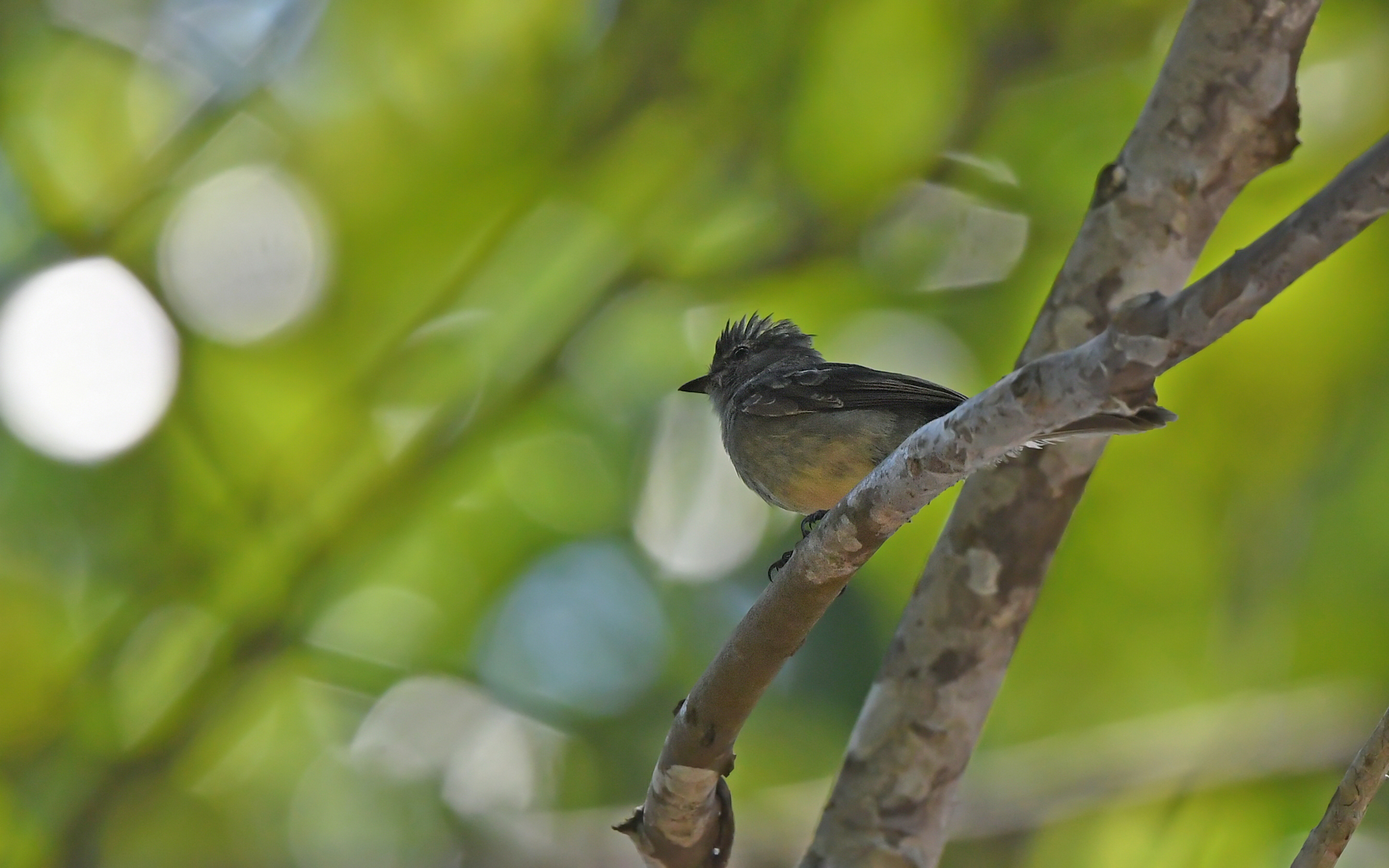Amazonian Scrub Flycatcher (Sublegatus obscurior), photo 7