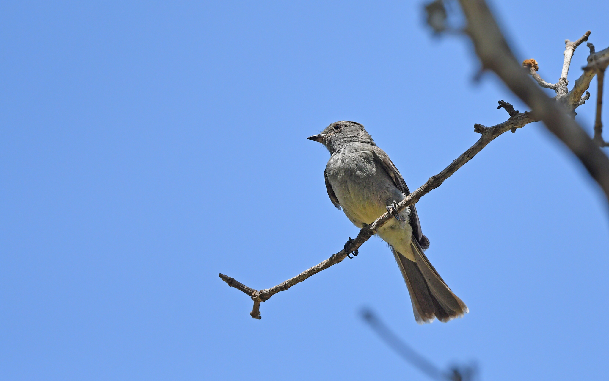 Amazonian Scrub Flycatcher (Sublegatus obscurior), photo 8