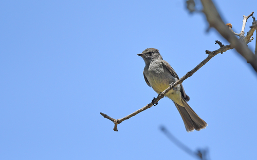 Amazonian Scrub-Flycatcher