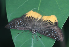 Mooreana trichoneura