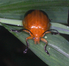 Oides palleata