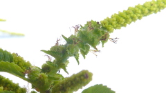 Acalypha multicaulis