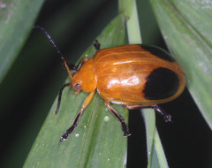 Oides palleata