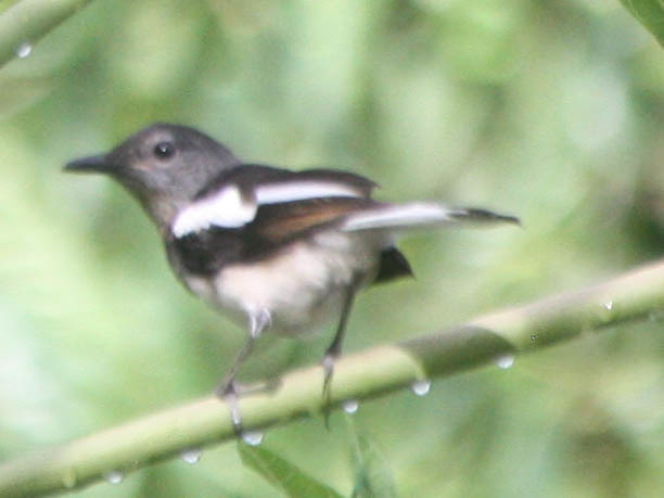 Oriental Magpie-Robin