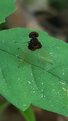 Chrysopilus basilaris