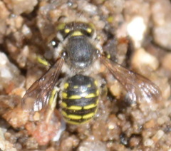 Anthidium