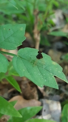Chrysopilus basilaris