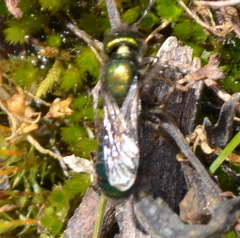 Hoplitis fulgida