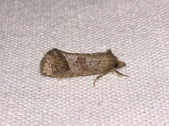 Texas Grass Tubeworm Moth