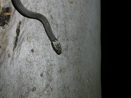 Pale-headed Snake sighting