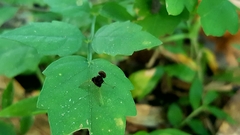 Chrysopilus basilaris