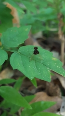Chrysopilus basilaris