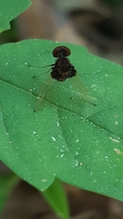 Chrysopilus basilaris