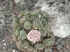 Aeonium lancerottense image