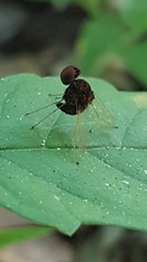 Chrysopilus basilaris